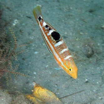 Pudding Wife Wrasse (Small)