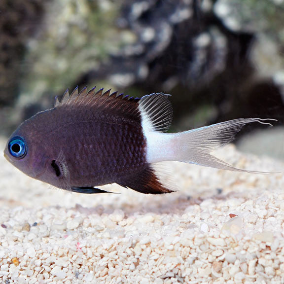 Bicolor Chromis