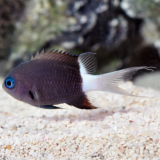 Bicolor Chromis