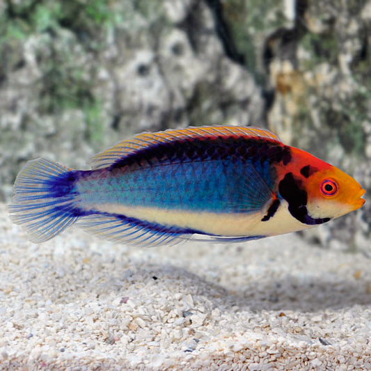 Red Head Salon Fairy Wrasse