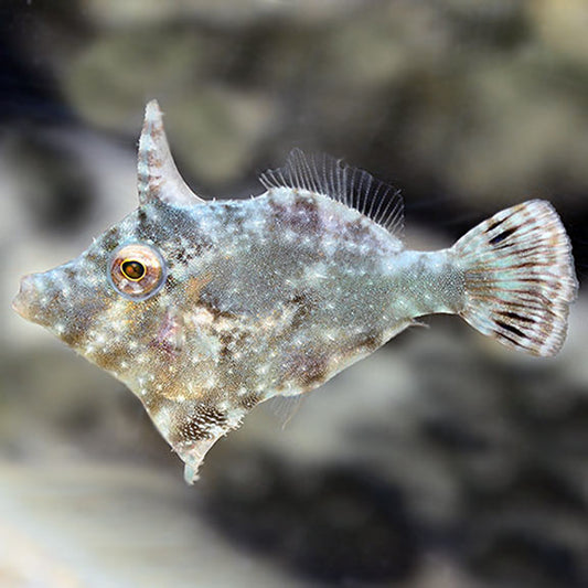 Matted Filefish (Aiptasia eating File)