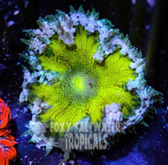 Key Lime Pie Ultra Rock Flower Anemone