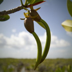 Red Mangrove Propagule with Roots