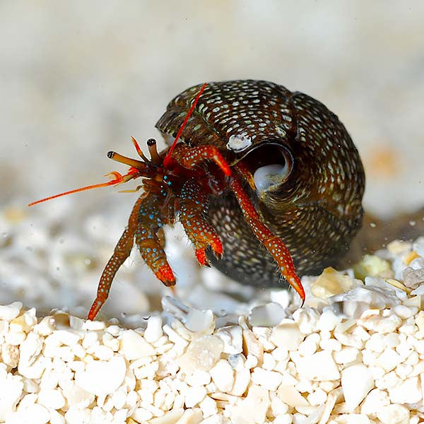 Mexican Red Leg Hermit 20 Pack