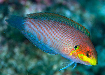 Moyer's Leopard Wrasse