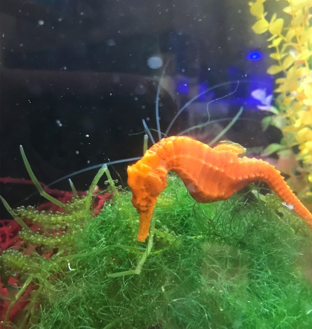 Orange Lined Seahorse