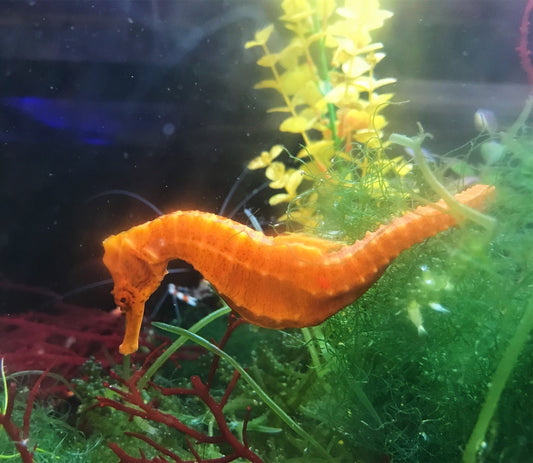 Orange Lined Seahorse
