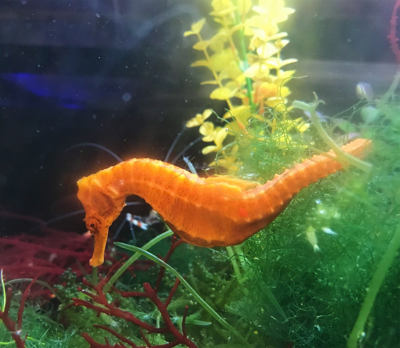Orange Lined Seahorse