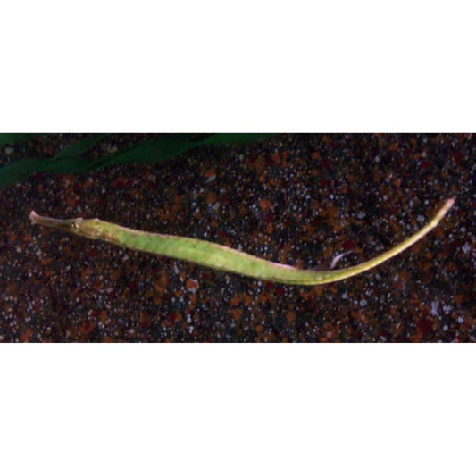 Pipefish  XL (larger than 10 inches)