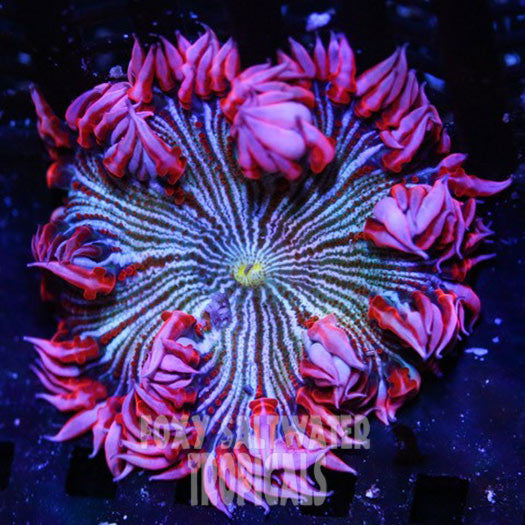 Popping Pink Pin Stripe  Ultra Rock Flower Anemone