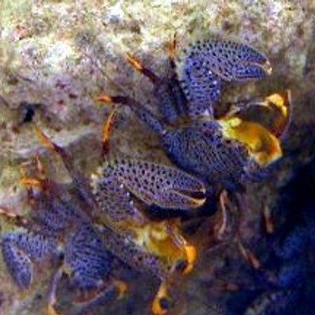 Porcelain Crab