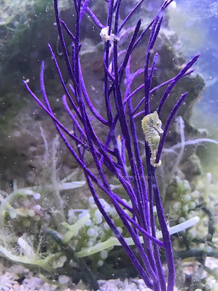 Purple Feather Sea Plume (under 10")