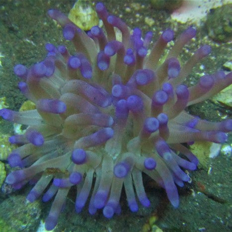 Haitian Purple Tip Condylactis Anemone
