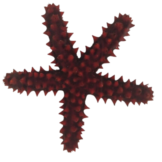 Knobby Red Starfish