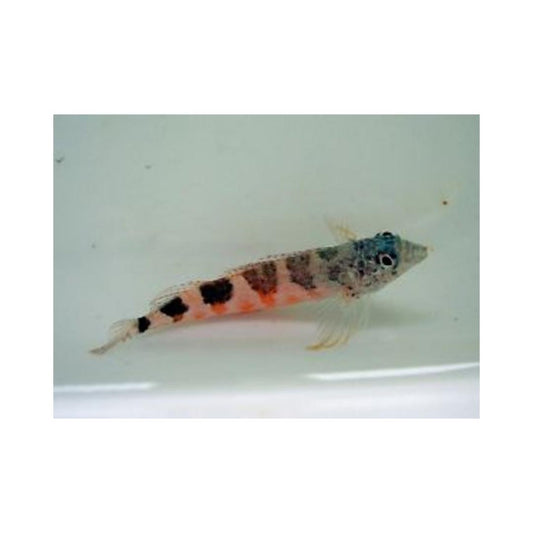 Buy Saddle Blenny