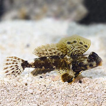 Scooter Blenny (medium/large)