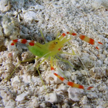 Golden Coral Shrimp