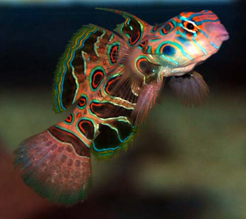 Spotted Mandarin Goby