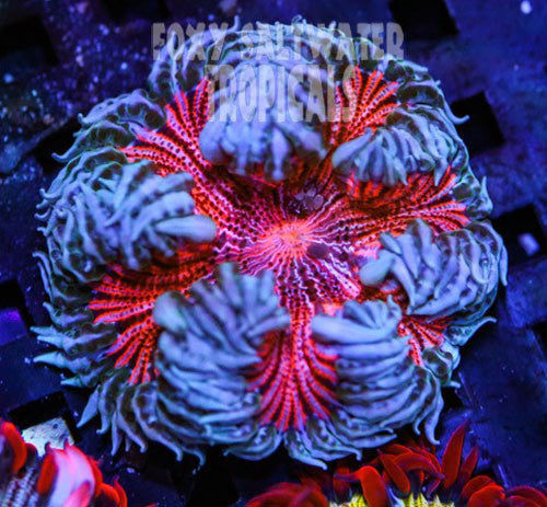 Strawberry Delight Pink Ultra Rock Flower Anemone