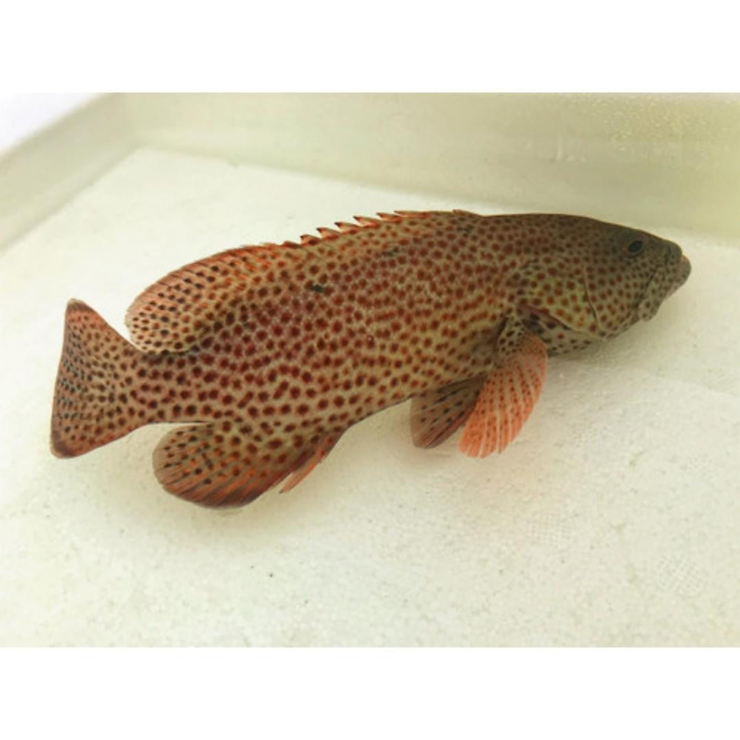 Strawberry Grouper Small (1-3 inches) – Foxy Saltwater Tropicals