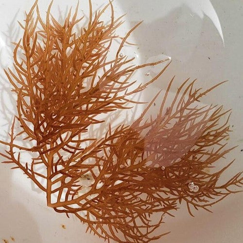 Thorny Gracilaria
