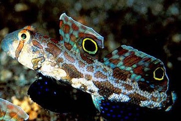 Twin Spot Goby