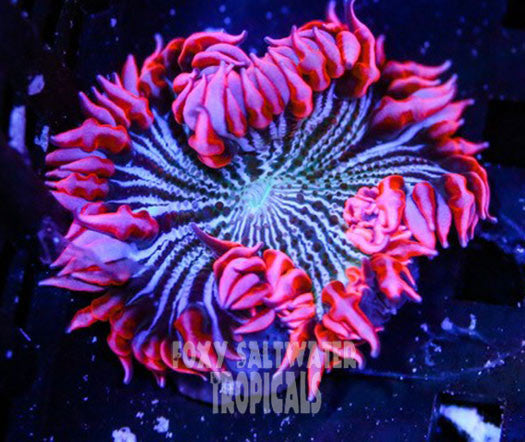 Popping Pink Pin Stripe  Ultra Rock Flower Anemone