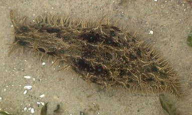 Shaggy Seahare Slug (2-3 inches)