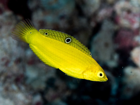 Yellow Coris Wrasse (med)