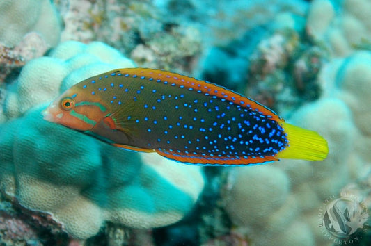 Red Coris Wrasse