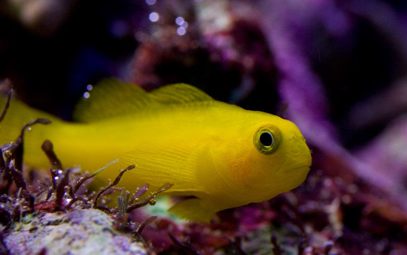 Yellow Clown Goby