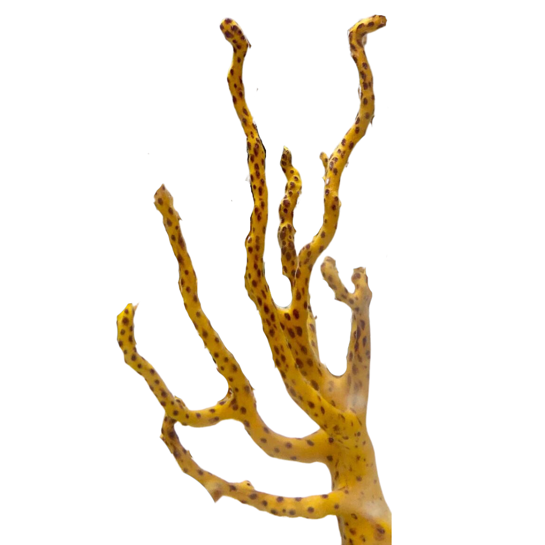 Yellow Finger Gorgonian (under 10")